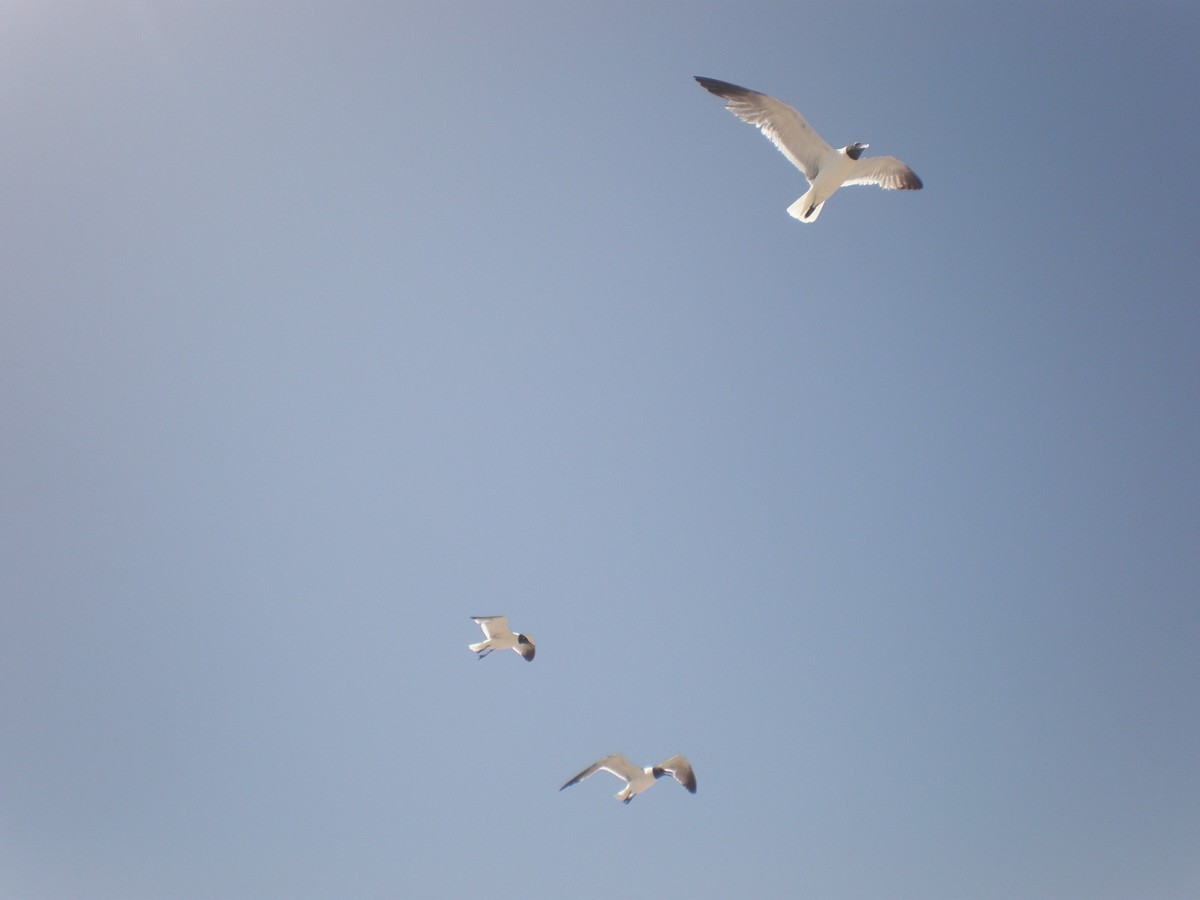 Gaviotas en vuelo — Inferencia Causal, Edgar Muñoz